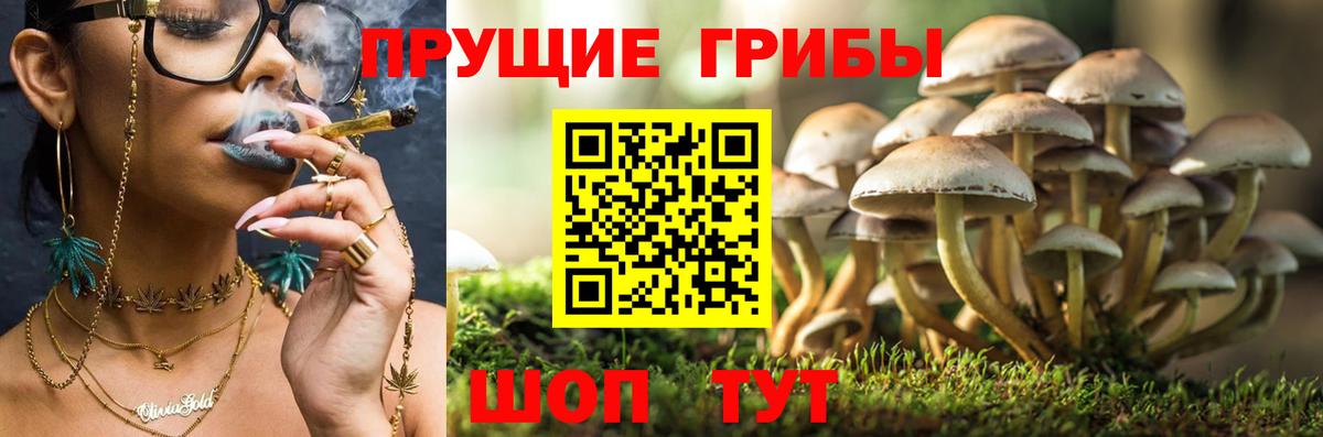 Галлюциногенные грибы прущие грибы  Вход с VPN  Ачхой-Мартан 